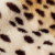 Cheetah-Ivory